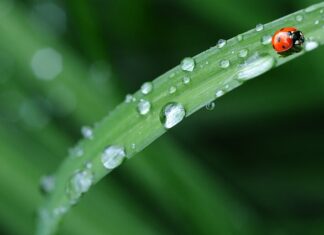 Czy w Biedronce można kupić ciasto filo? Czy w Biedronce można kupić ciasto filo?