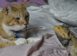 Czy można dogadać się po polsku w Chorwacji? Czy można dogadać się po polsku w Chorwacji?