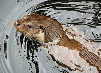 Ile to jest 1 kuna? Ile to jest 1 kuna?