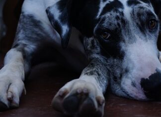 Czy Duńczycy dużo piją? Czy Duńczycy dużo piją?