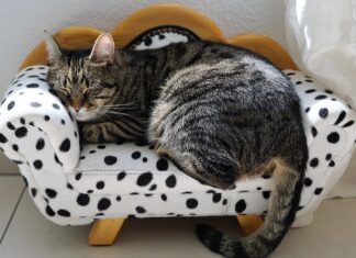 Na czym polega Siesta?