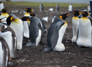 Która z Wysp Kanaryjskich jest najładniejsza? Która z Wysp Kanaryjskich jest najładniejsza?