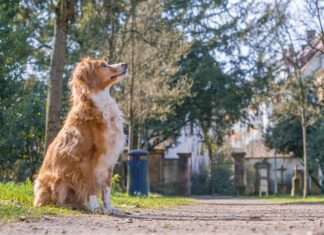 Czy Burek ze szpinakiem jest zdrowy? Czy Burek ze szpinakiem jest zdrowy?